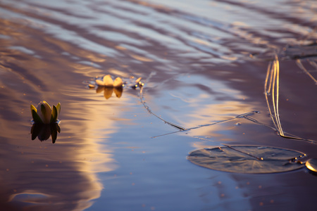 Beautiful Lotus flowers in lake with reflection of sunset sky