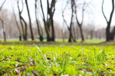 Spring park with fresh green grass ans treesの写真素材