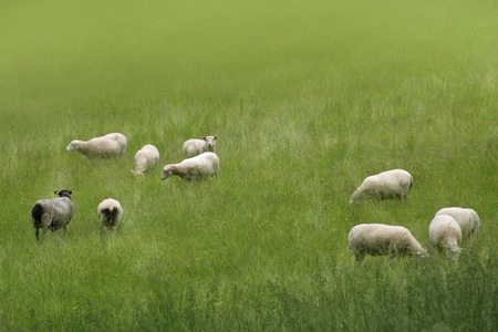 Sheep herd grazing on grass of meadow, Swedenの写真素材