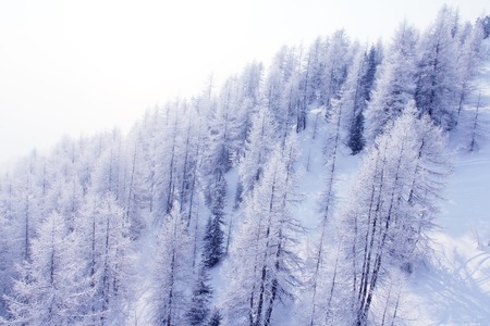 Beautiful winter landscape with fir forest in mountains