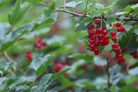 Ripe red currants hanging from bush ready for harvest
