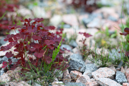 Red Orpine plant growing at stones in garden