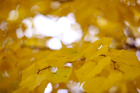 Golden linden tree with yellow leaves in autumnの写真素材