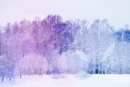 Beautiful view on Winter park in snowの写真素材