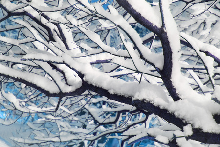 Tree branches covered with lot of snow close up