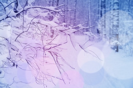 Beautiful view on Winter park in snowの写真素材