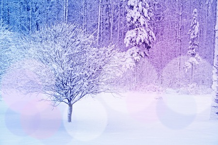 Beautiful view on Winter park in snowの写真素材