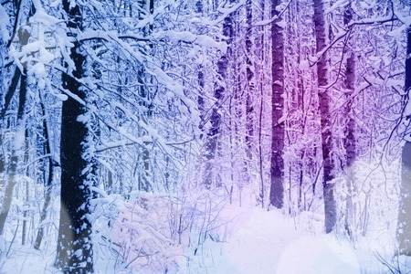 Beautiful view on Winter park in snowの写真素材