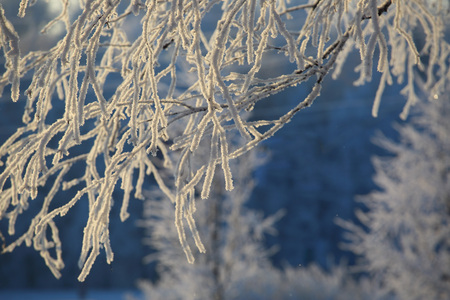 Hoarfrost on the trees in cold winter forest at sunrise