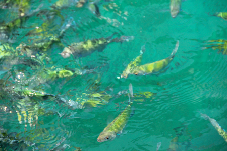 School of Striped Eel Catfish in water in Thailandの写真素材