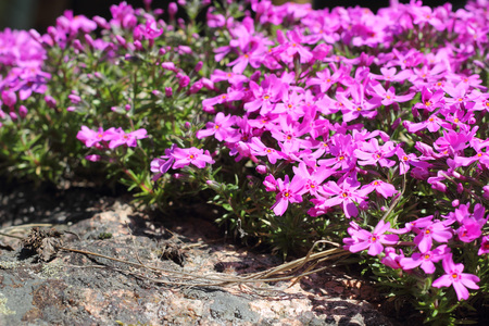 Wild pink alpine flowers growing on rockの写真素材