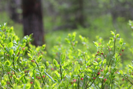 Blooming blueberry in the forest in may in bright sunlightの写真素材