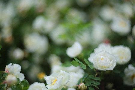 Wild white roses bush rosehip defocused backgroundの写真素材