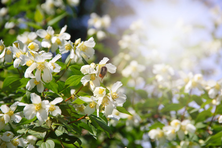 Bush with jasmine flowers in bloom beautiful backgroundの写真素材