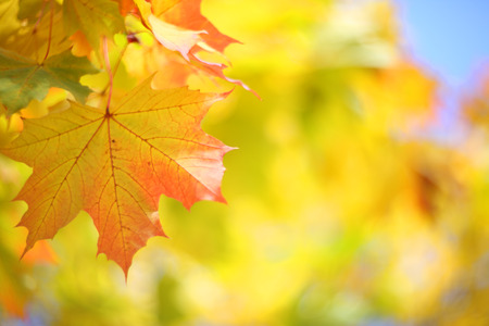 Yellow autumn background with maple tree with colorful bright leavesの写真素材