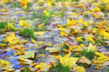 Colorful autumn maple leaves on ground with water and grassの写真素材