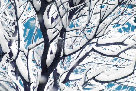 Tree branches covered with lot of snow close up
