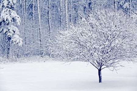 Beautiful view on Winter park in snowの写真素材