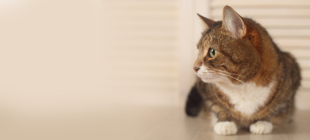 Cat lying on wooden background close-up viewの写真素材