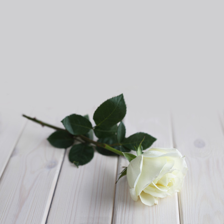 White rose on white wooden background close-up, Valentines day cardの写真素材