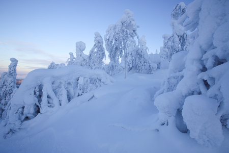 Snow covered fir trees ai ski resort for freeride, Laplandの写真素材