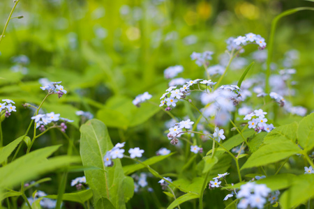 Forget me nots beautiful summer backgroundの写真素材