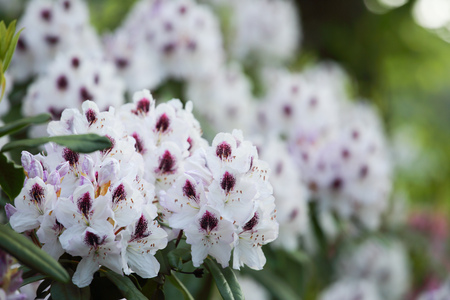 White azalea flower close up, natural backgroundの写真素材