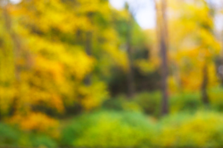 Autumn forest scenery with gold foliage on trees abstract defocused backgroundの写真素材