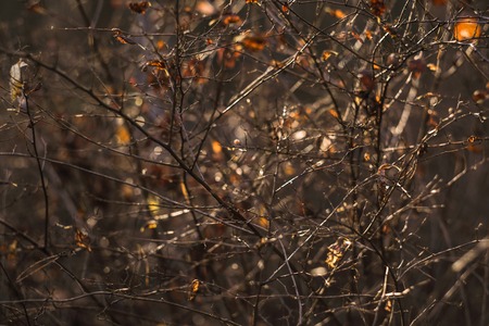 Autumn forest abstract background with dark branches and dry leavesの写真素材