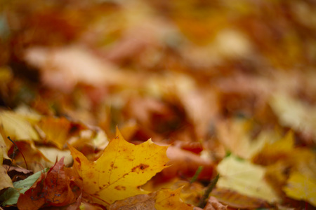 Dry maple colorful autumn leaves on groundの写真素材