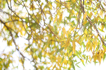 Golden willow tree with yellow leaves in autumn