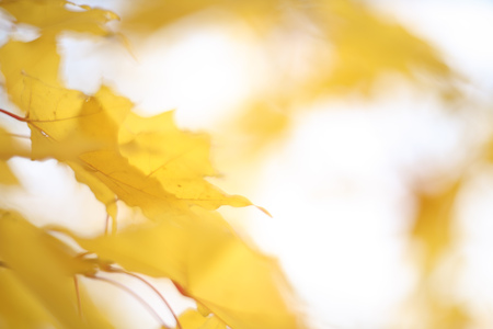 Beautiful defocused background of yellow autumn maple tree leaves