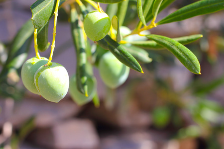 Olives on a branch . Close up of green olives on a tree in gardenの写真素材