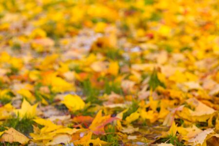 Dry maple colorful yellow autumn leaves on groundの写真素材