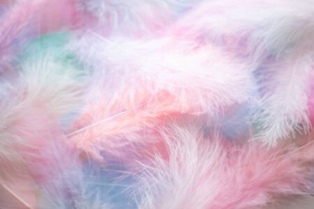 Coral Pink blue green pastel colored color trends feather texture background easter holiday softness conceptの写真素材