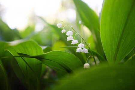 Lily of the valley spring flower in wild forest in sinlightの写真素材