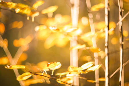 Autumn yellow leaves natural abstract defocused backgroundの写真素材