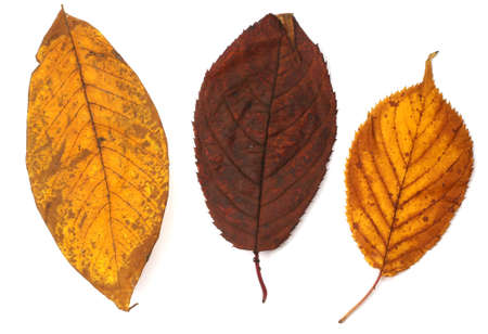 Collection set of beautiful autumn leaves isolated on white background
