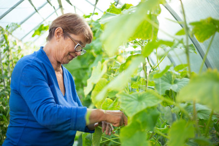 Happy smiling mature woman take care of cucumbers in greenhouse, farming, gardening, old age and people concept, harvesting hobby and leisureの写真素材