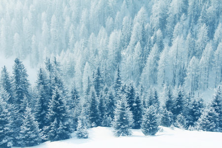 Winter mountain forest in snow beautiful landscape in ski resort in Solden Austriaの写真素材