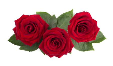 Red rose flowers and leaves arrangement isolated on white background, top view, design element for Valentines dayの写真素材