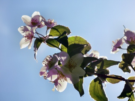 apple blossomsの写真素材