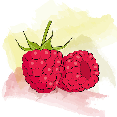raspberry on watercolor backgroundのイラスト素材