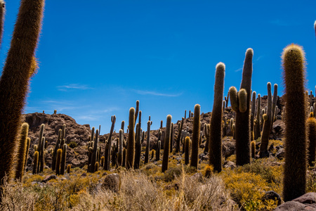 Giant cactus of the island of Incahuasi, in the salt marsh of Uyuni, Boliviaの写真素材