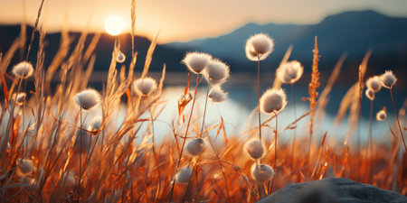 Meadow with dry grass at sunset. Beautiful natural background.の素材