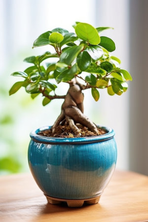 Bonsai tree in a blue ceramic pot on a wooden tableの素材