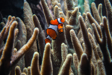 Clownfish (Amphiprion ocellaris) swimming between dark corals in zoo aquariumの写真素材