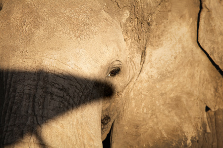 Detail of elephant head and eye dirty with cracked mud. Amboseli National Park, Kenyaの写真素材
