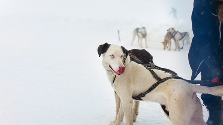 snow sled dog with interesting eyes licking his nose with more snow dogs in the backgroundの写真素材