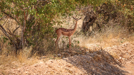 Gerenuk - giraffe gazelle (Litocranius walleri) standing in the tree shade. Tsavo East national park, Kenyaの写真素材